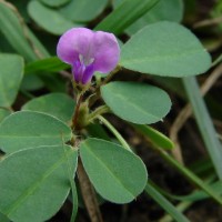 Grona triflora (L.) H.Ohashi & K.Ohashi